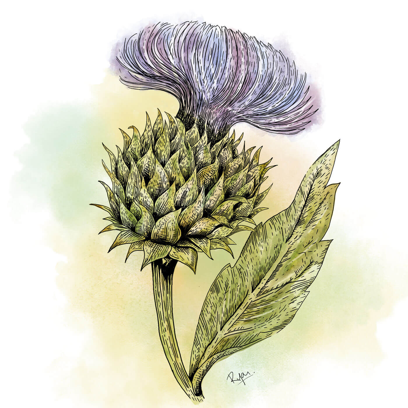 Artichoke_mitHG