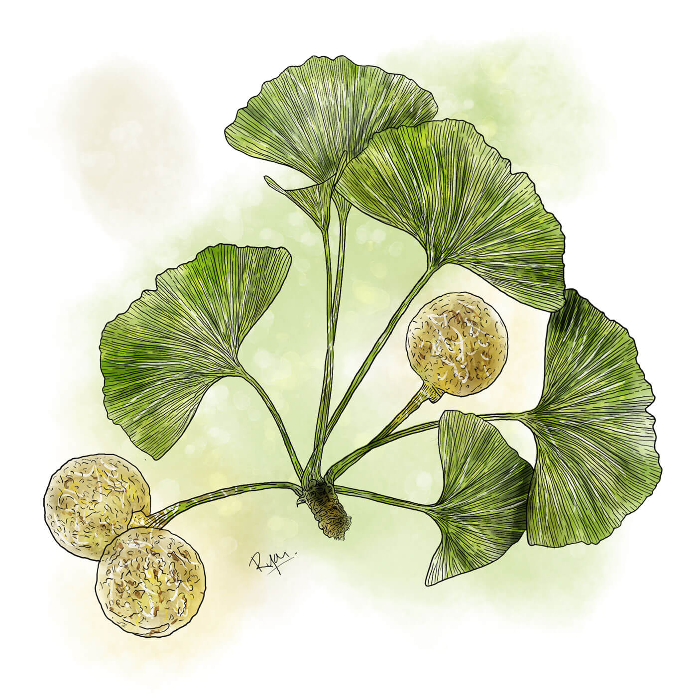 Ginkgo_mitHG