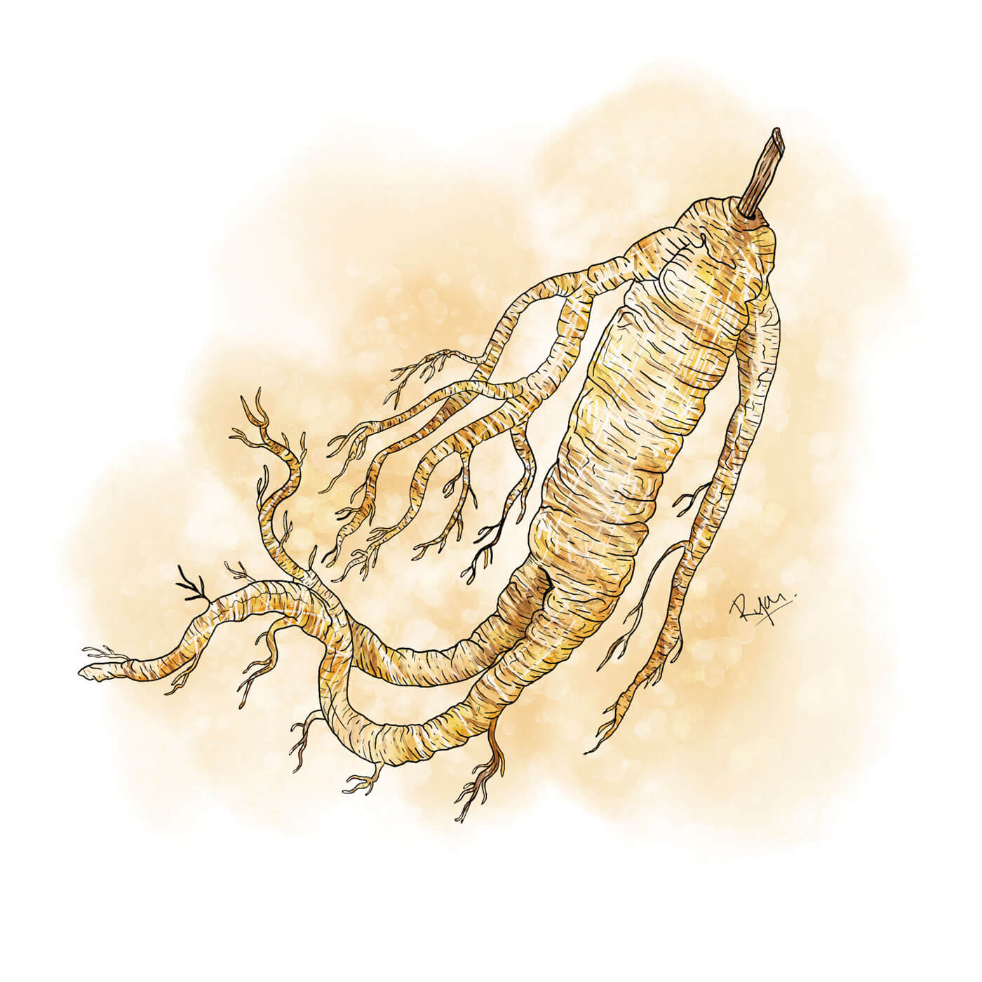Ginseng_mitHG
