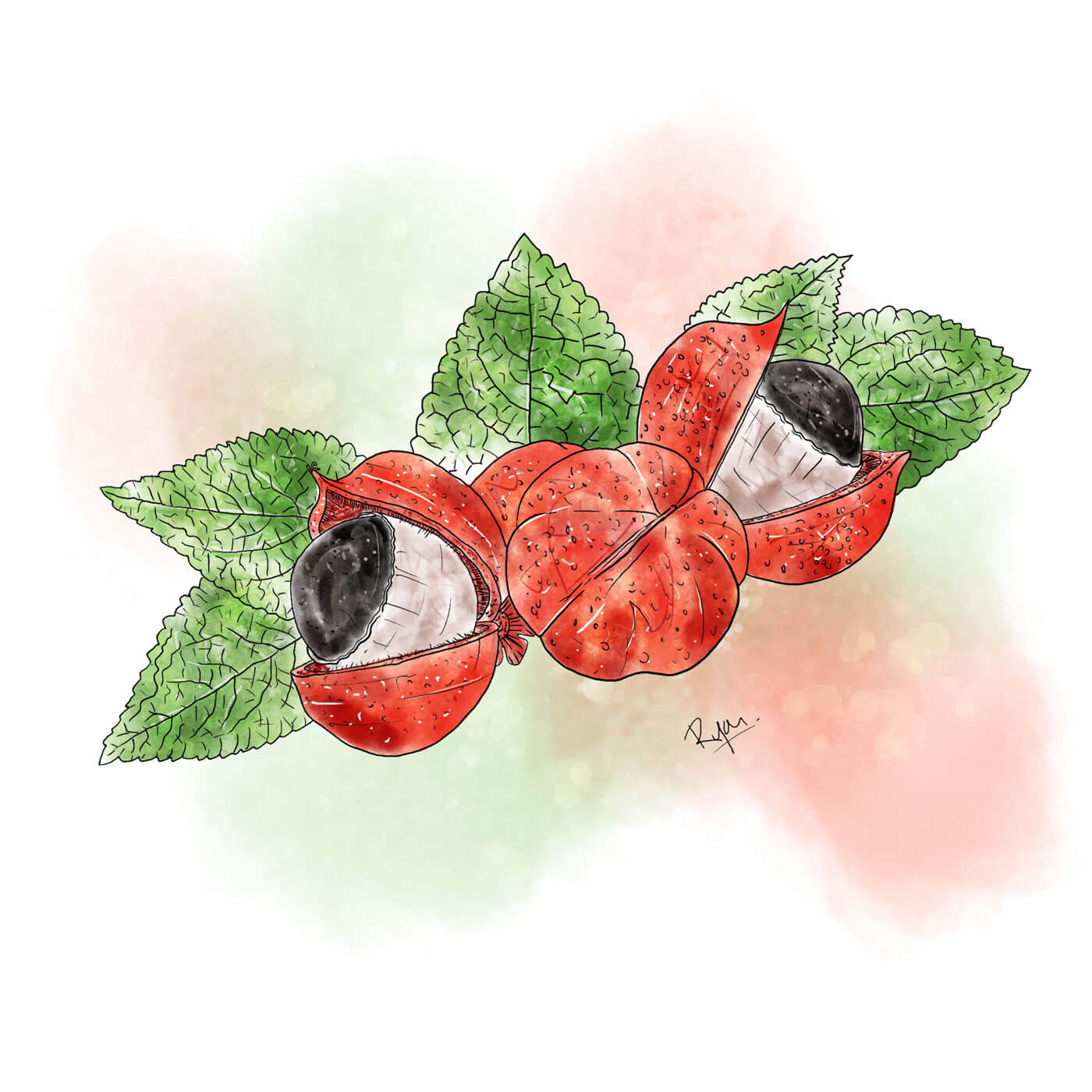 Guarana_mitHG