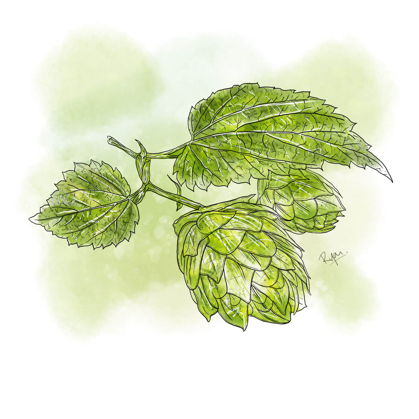 Hopfen_mitHG