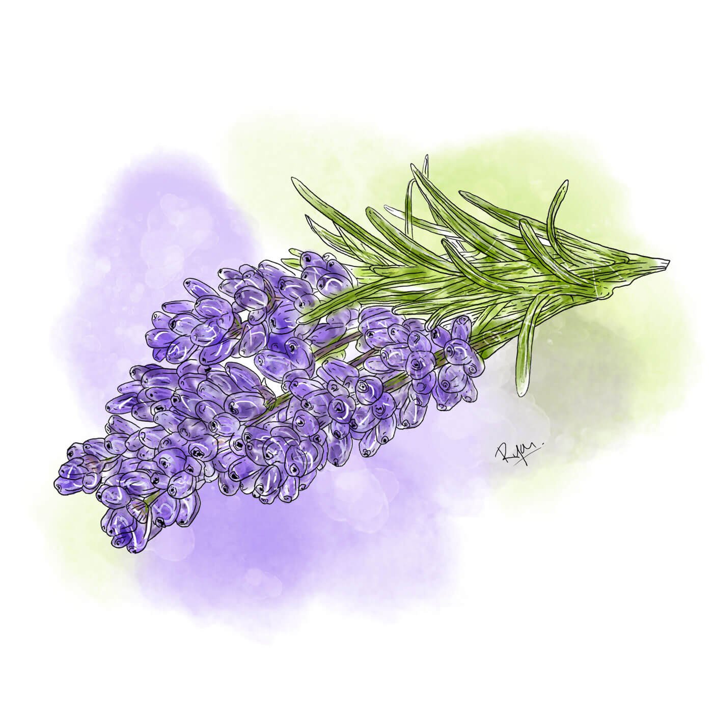 Lavendel_mitHG